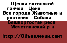 Щенки эстонской гончей › Цена ­ 7 000 - Все города Животные и растения » Собаки   . Башкортостан респ.,Мечетлинский р-н